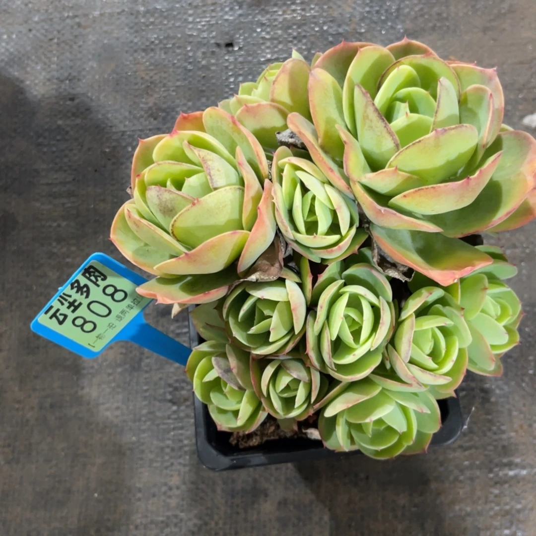 一***蛋云尘多肉一物一拍808