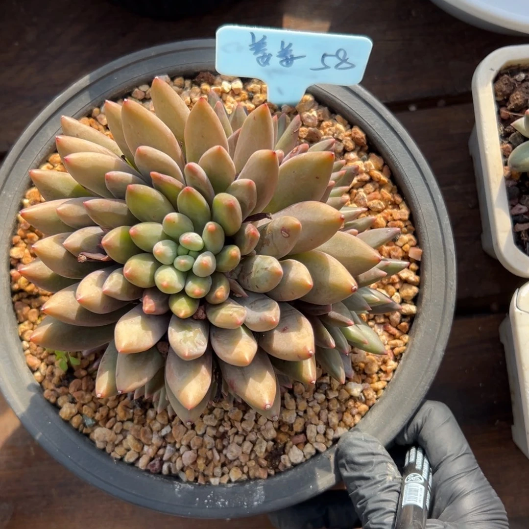 姜***肉补差1111111111111