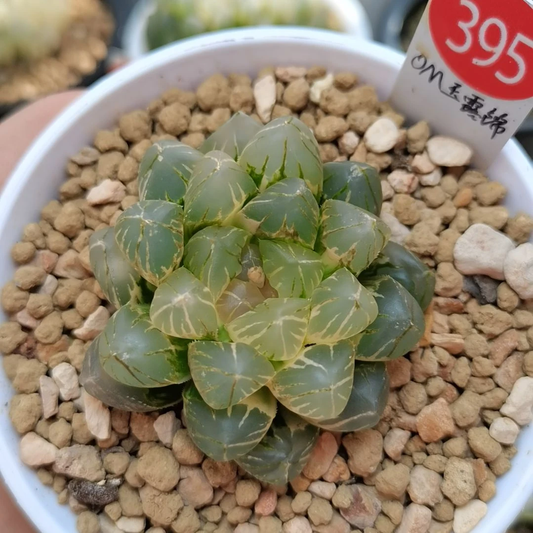 395号OM玉露锦一物一拍带盆土发货