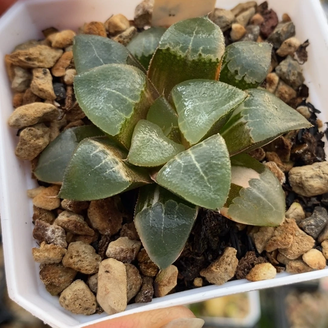 323木叶克锦一物一图