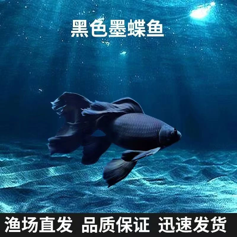 纯种台系黑色蝴蝶鲤观赏鱼风水鱼皮实耐养