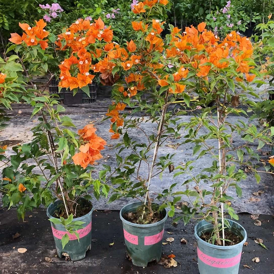 无花朵橙桑巴带竹一颗