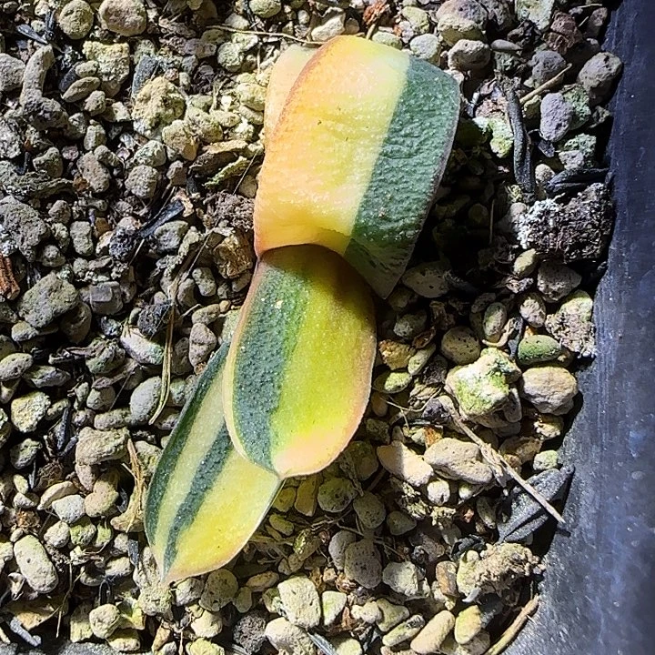 元旦特价卧牛锦卧牛