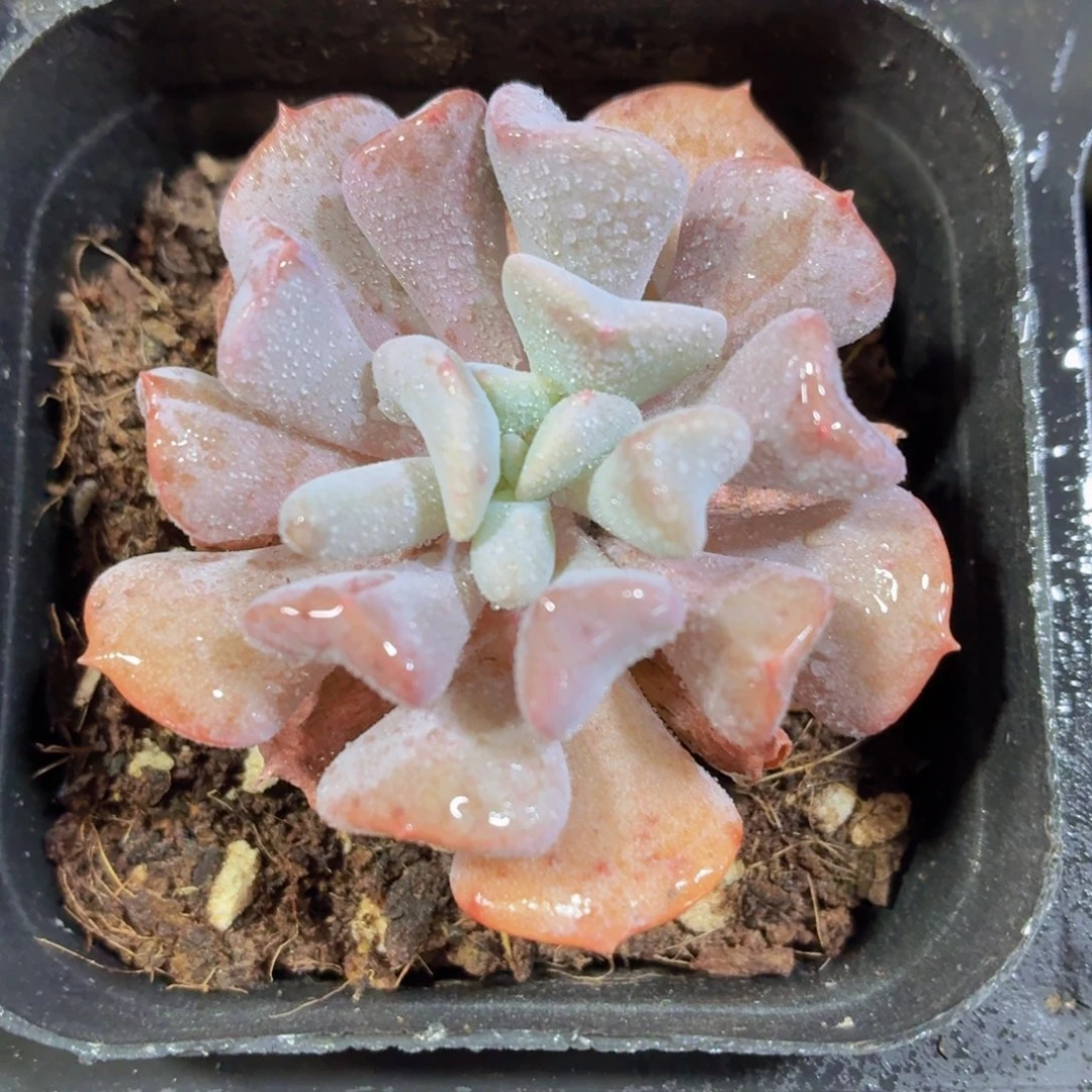 雪精灵多肉9.9包邮发货