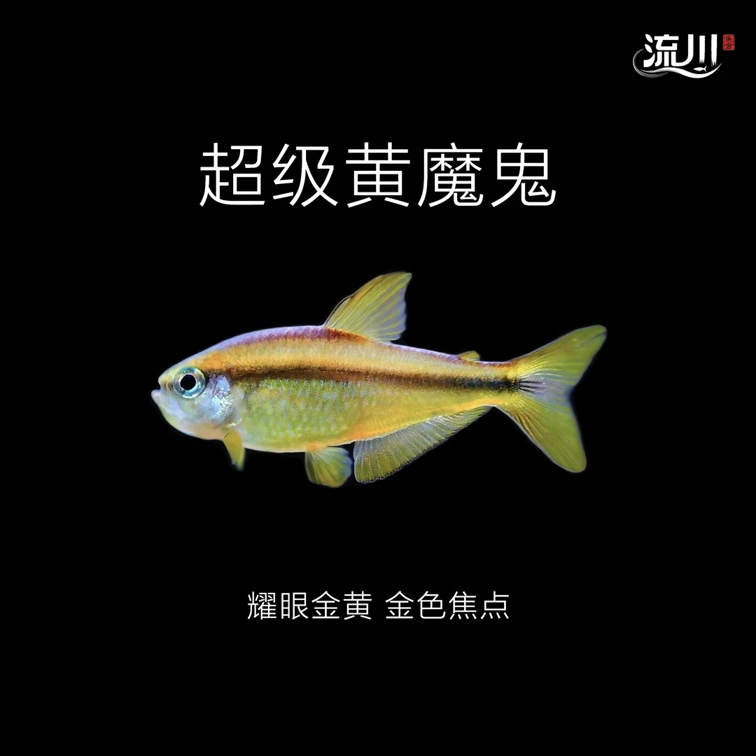 【流川鱼舍】超级黄魔鬼灯鱼【顺丰包邮包损】