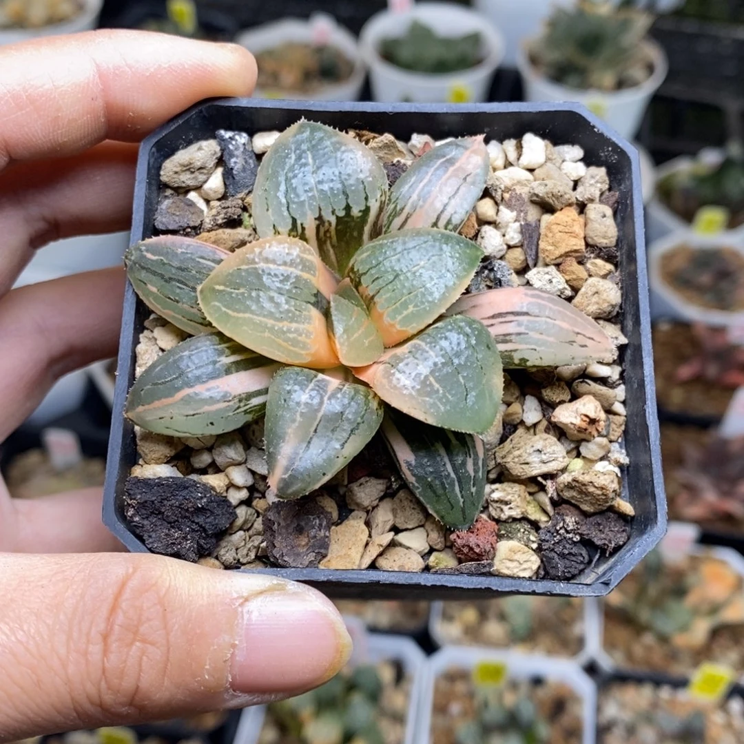 亲指姬锦多肉植物带盆