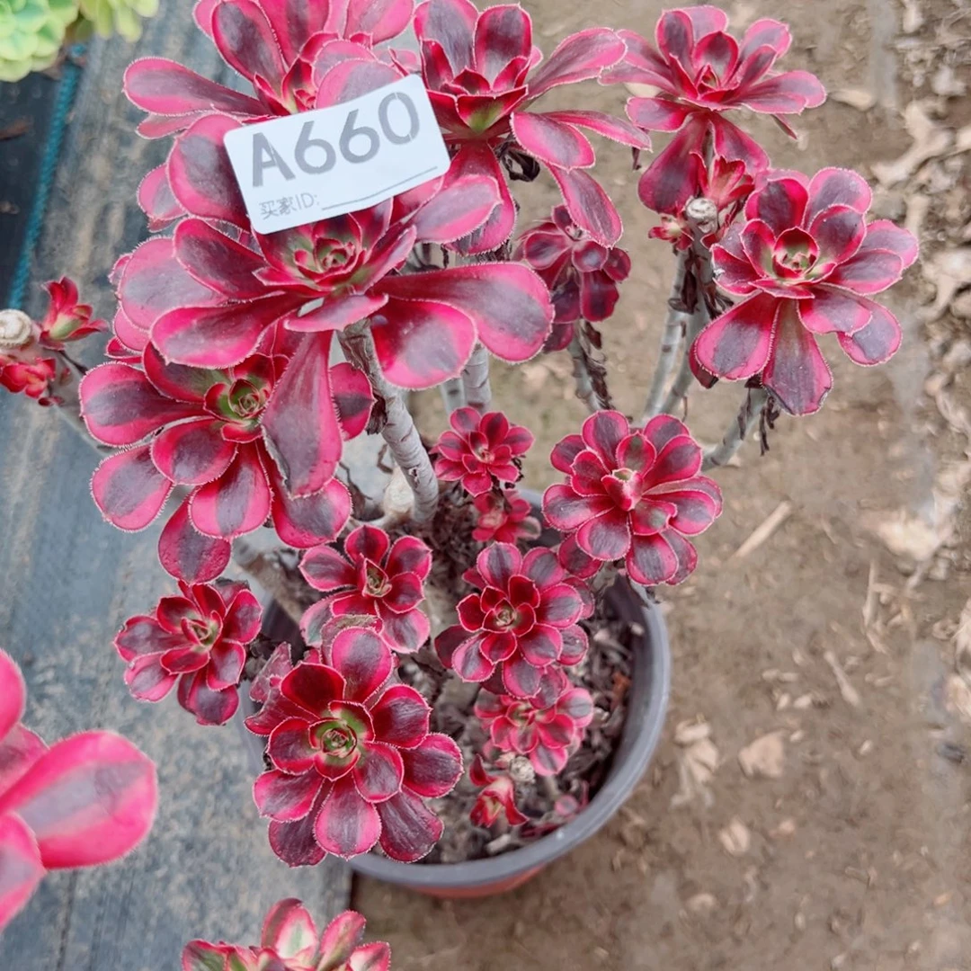 660香奈儿多肉植物法师