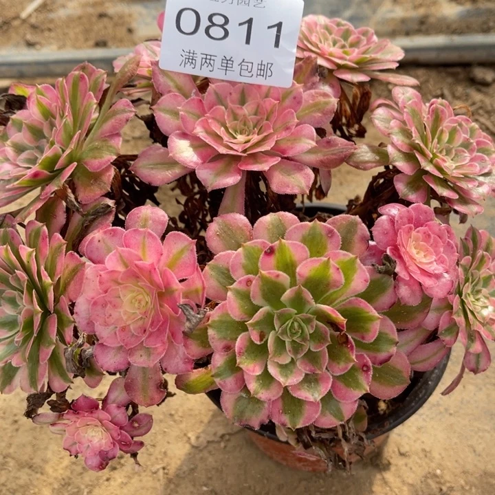 红铜的的的0811多肉