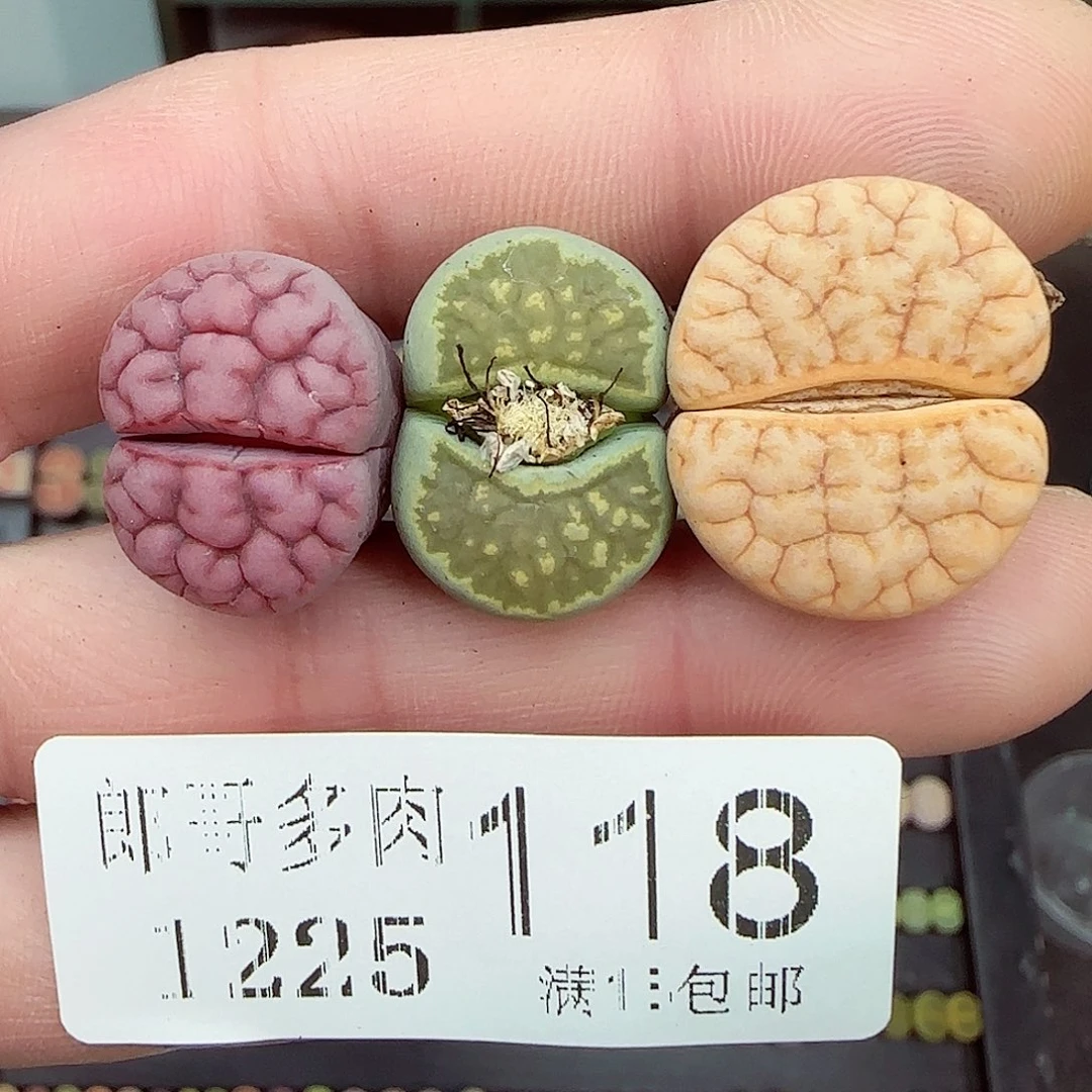 安***7满满18包邮1225-118