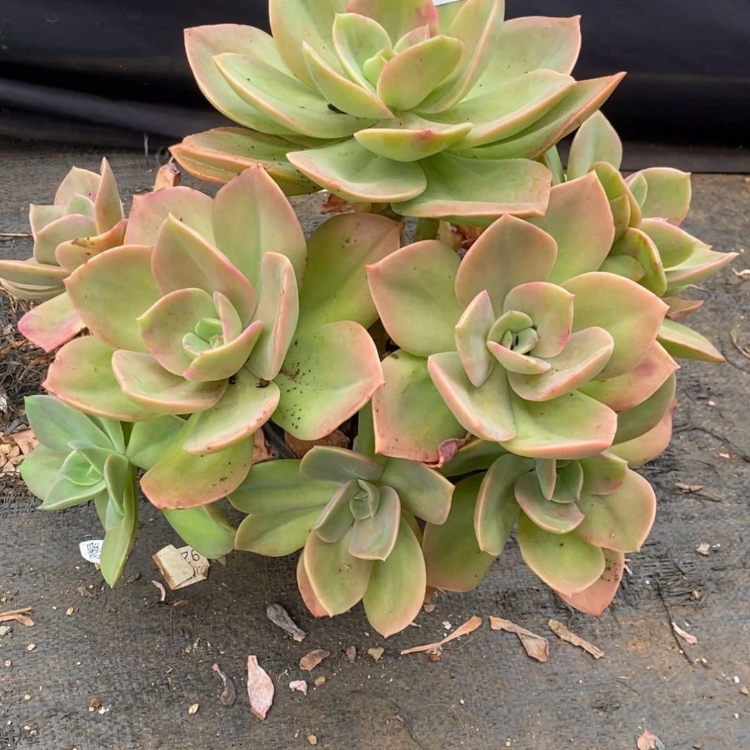 两单包邮1103-108鹤氏