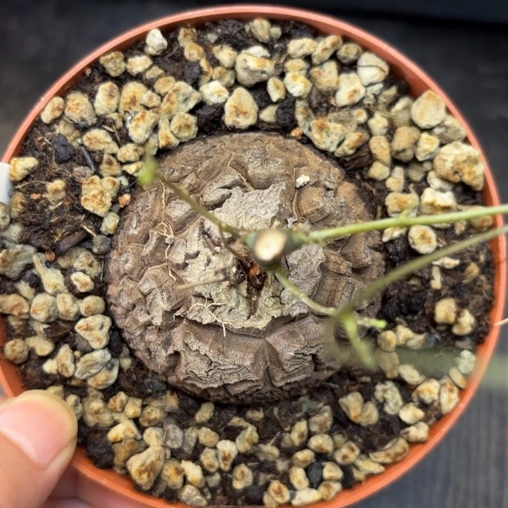986号龟甲龙带盆包邮不退不换