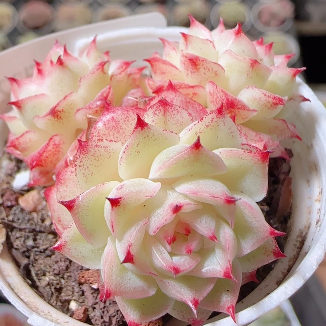 花语多肉1222-19魔仙散