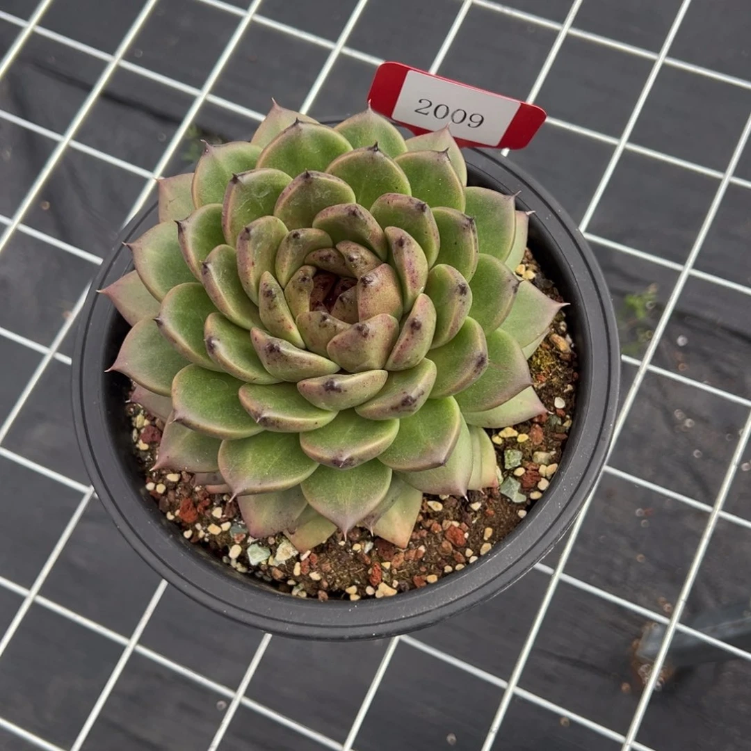 漠*2009肉多么多么多么多哦