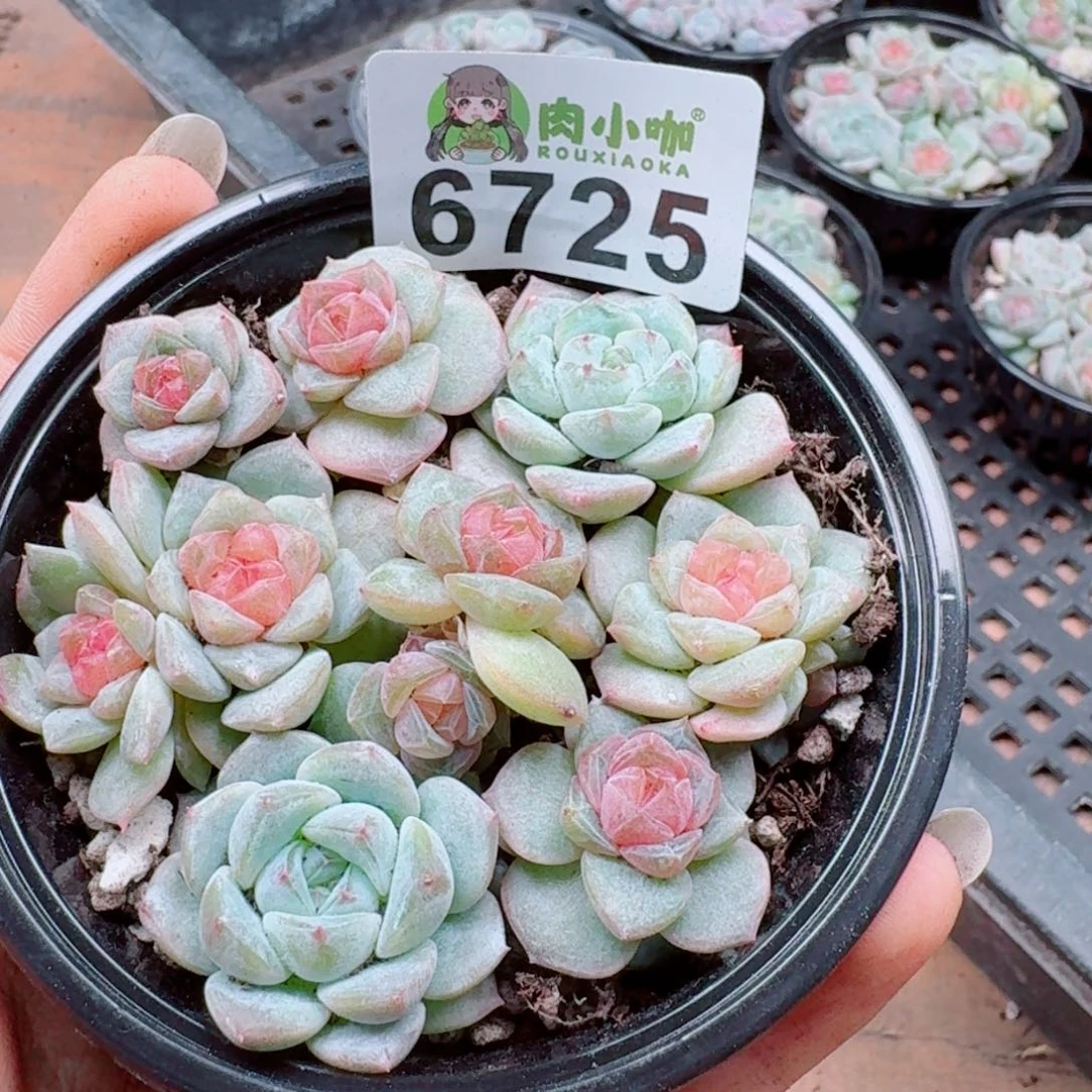 多肉植物多肉植物