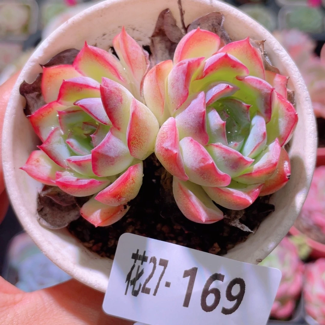 花利美27-169莎莎女王