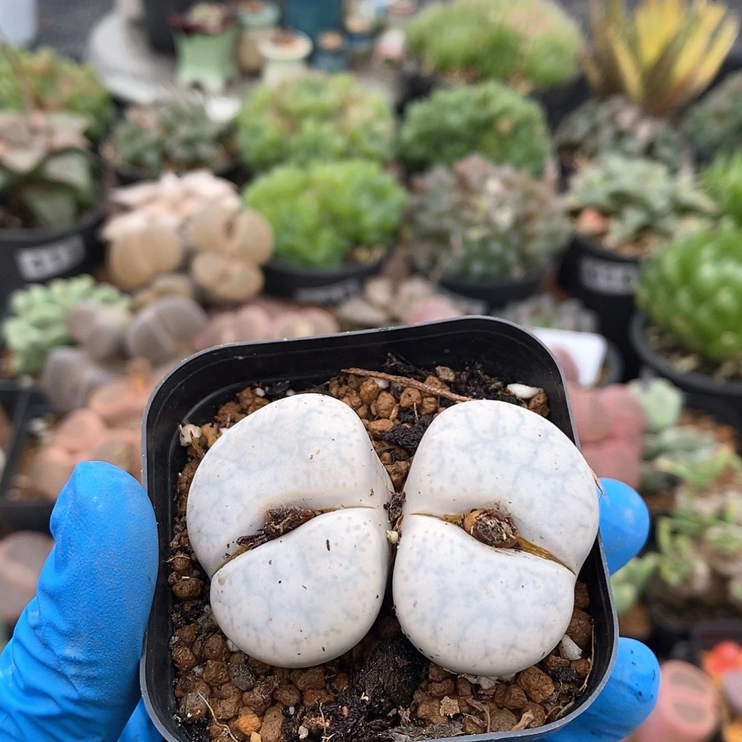 789 大白母本 带盆土