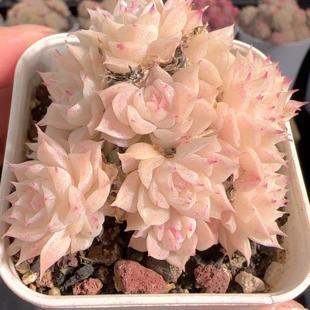 多肉0101-199优选麦秆群