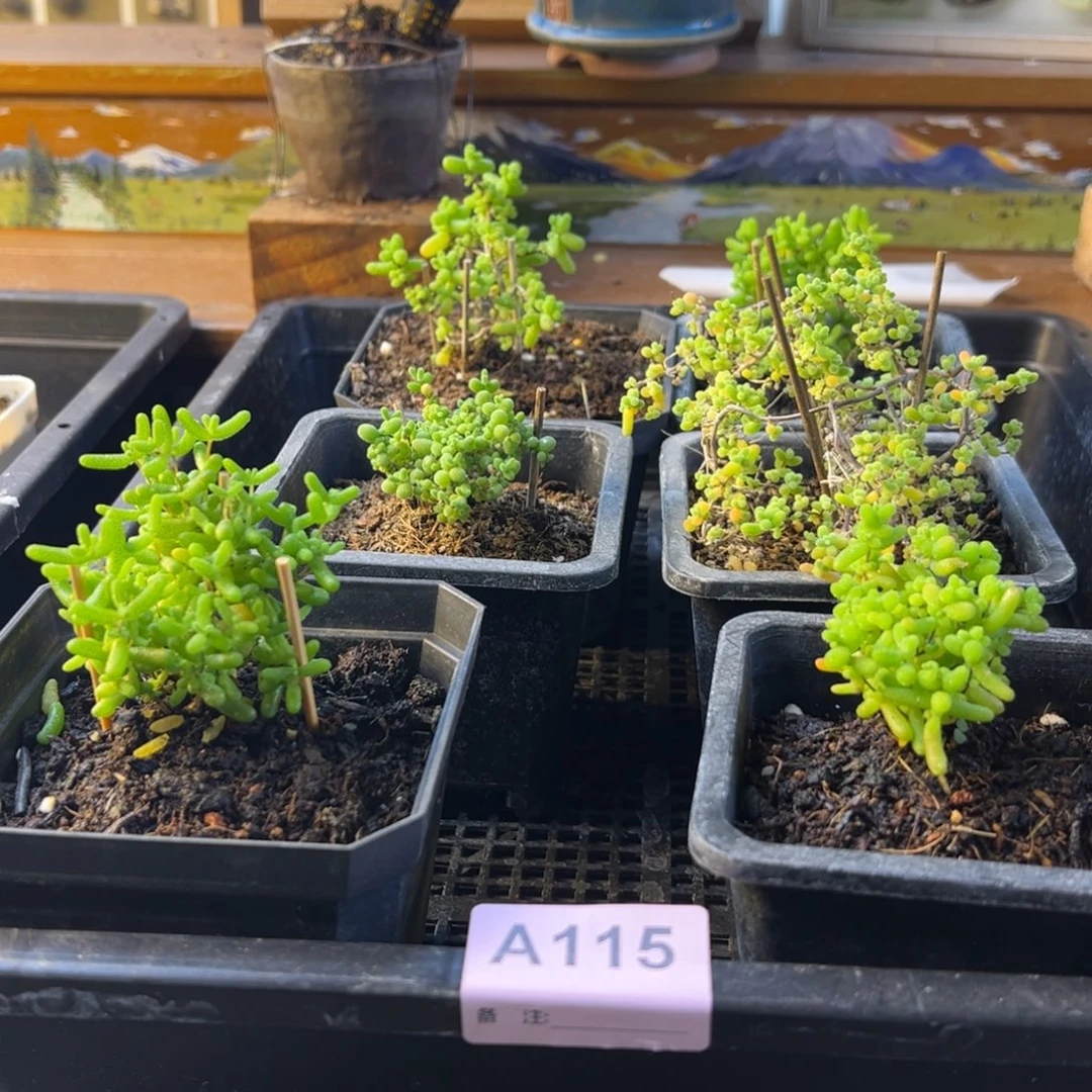 枝干番杏多肉植物115