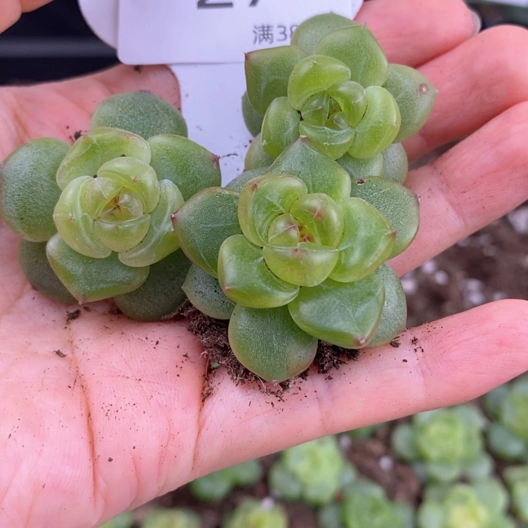 27号三颗一组珍妮包邮
