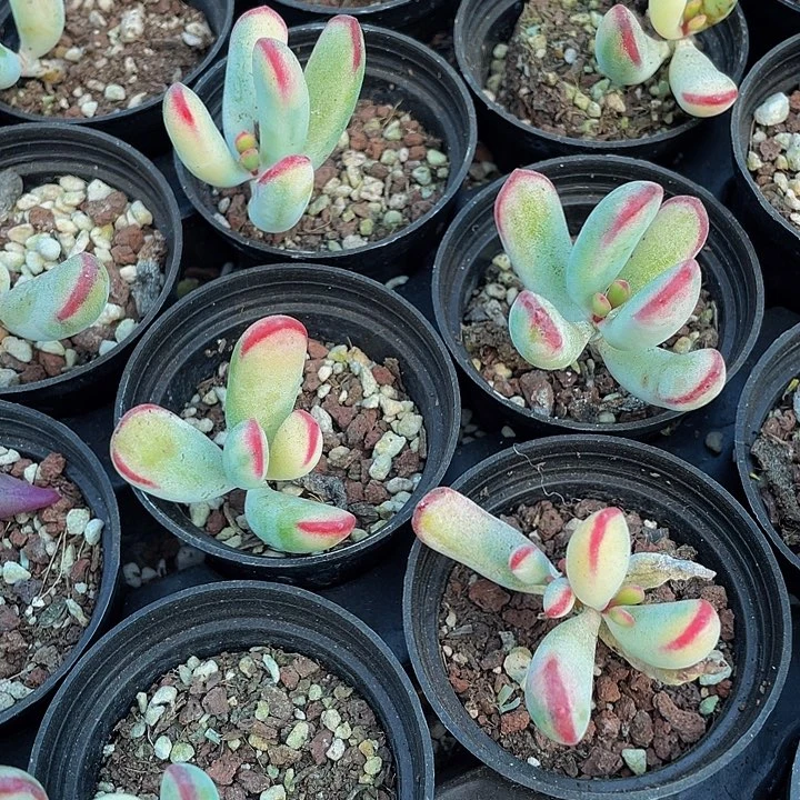 圆盆棒叶锦2.8带盆