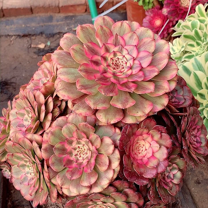 静粉美姬，多肉植物