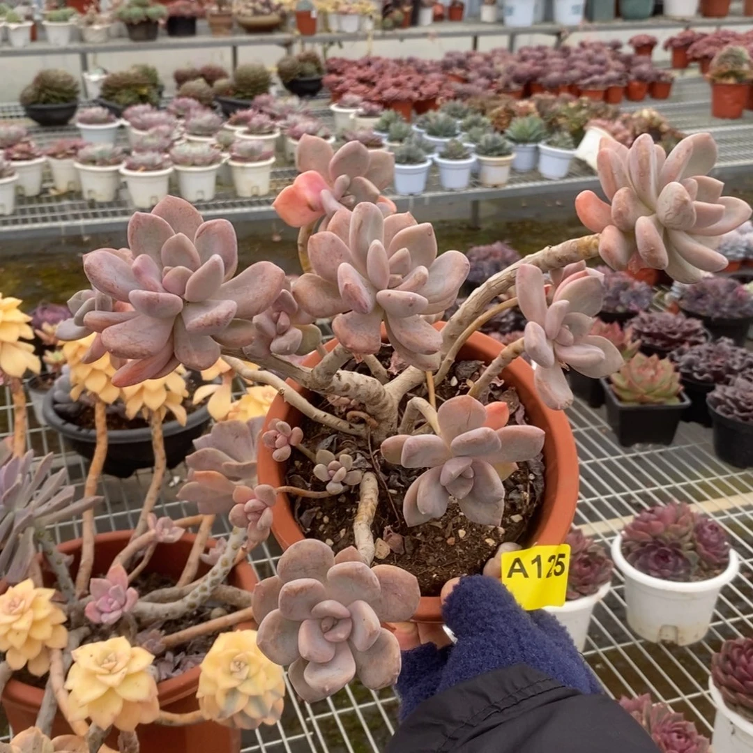 125冬美人老桩一物一拍
