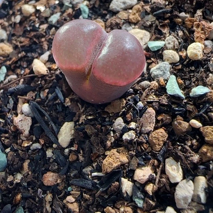 多肉植物肉锥特特特98号