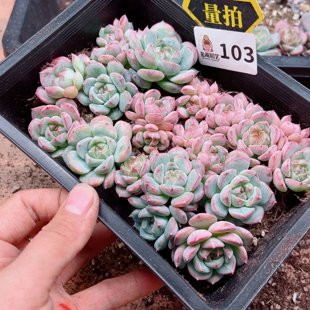 多肉植物多肉植物
