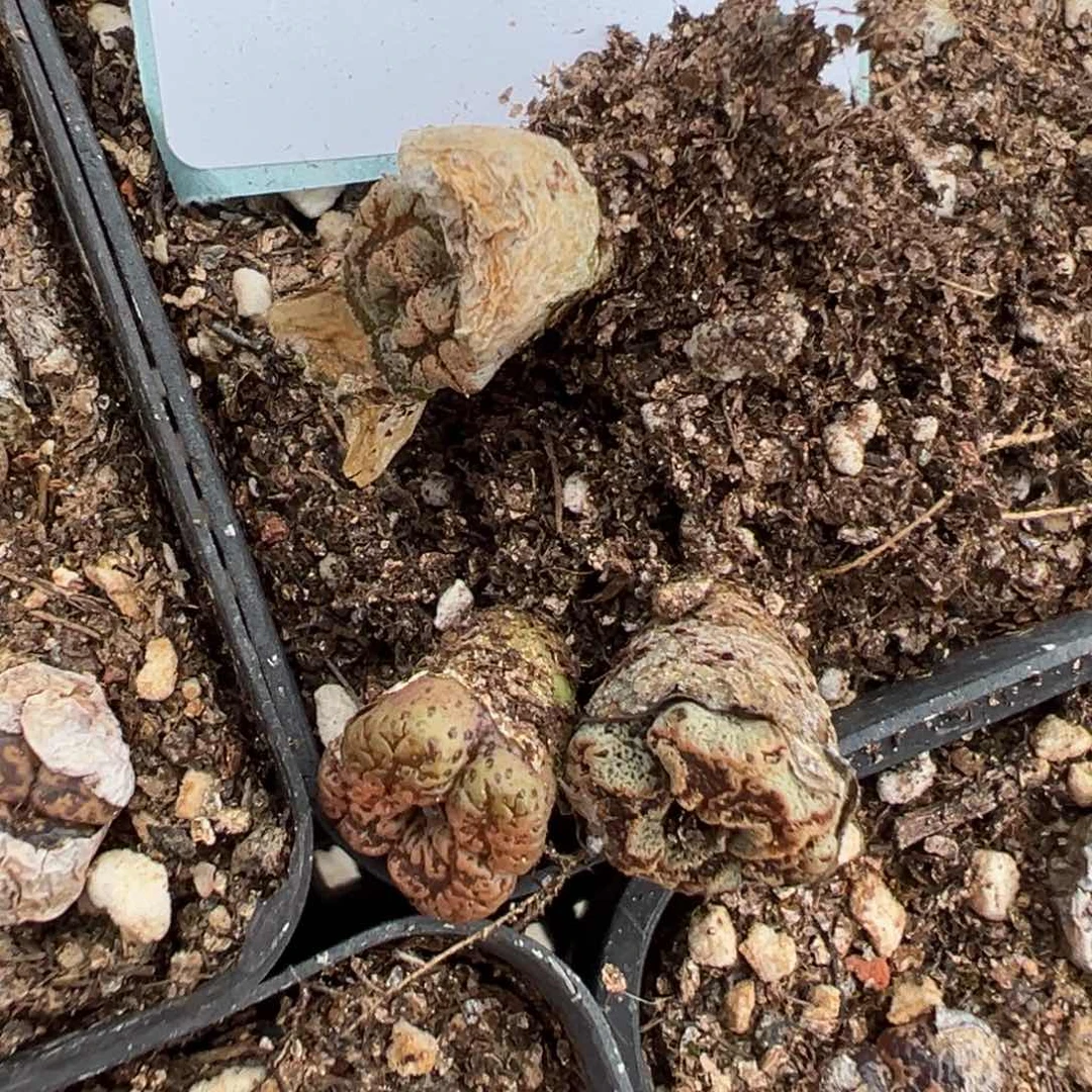 29-117量拍勋章一颗。多肉