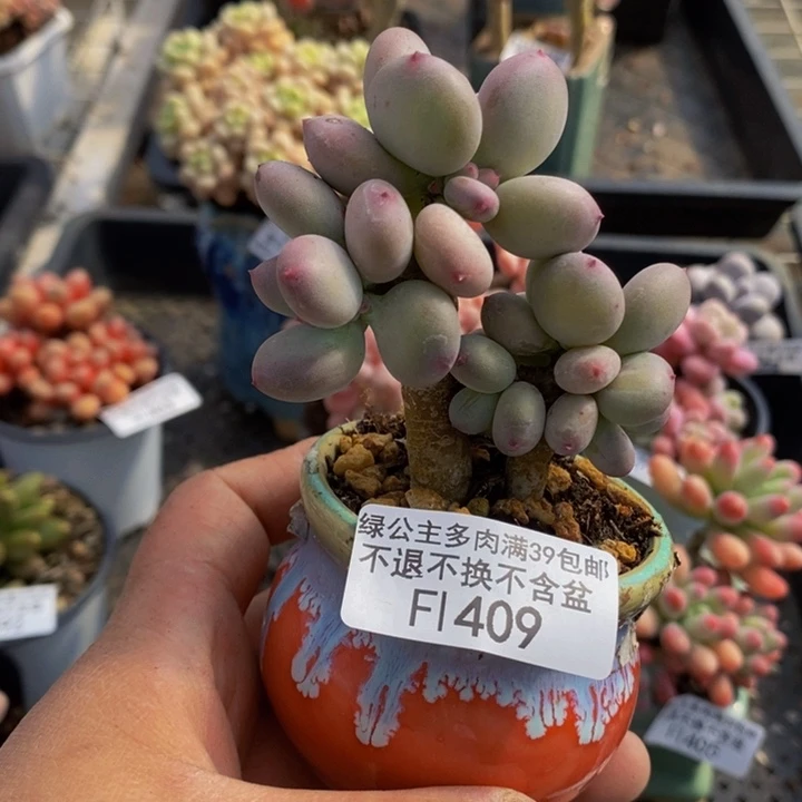 苹果奶6cm409多肉植物