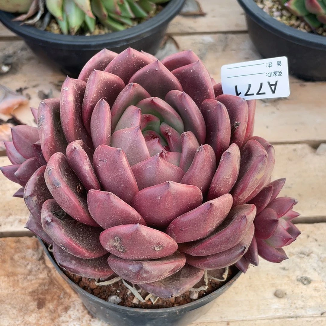 若如东云单拍A771