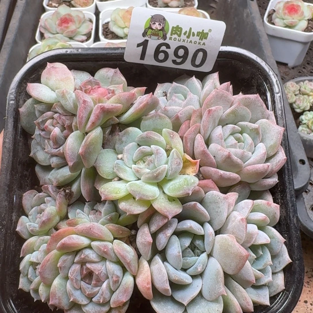 多肉植物多肉植物