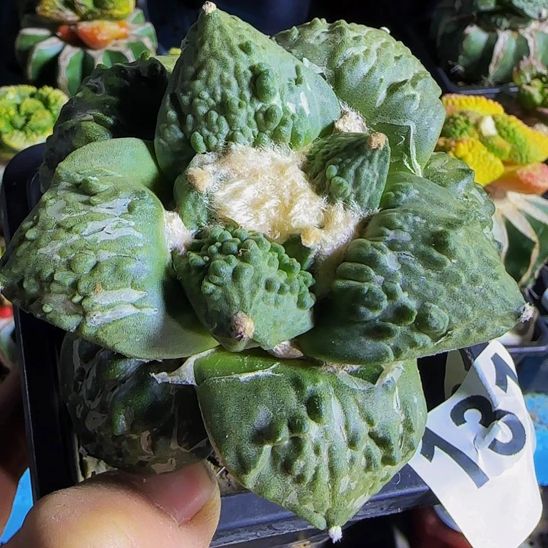 手**艺怒涛131仙人球开花