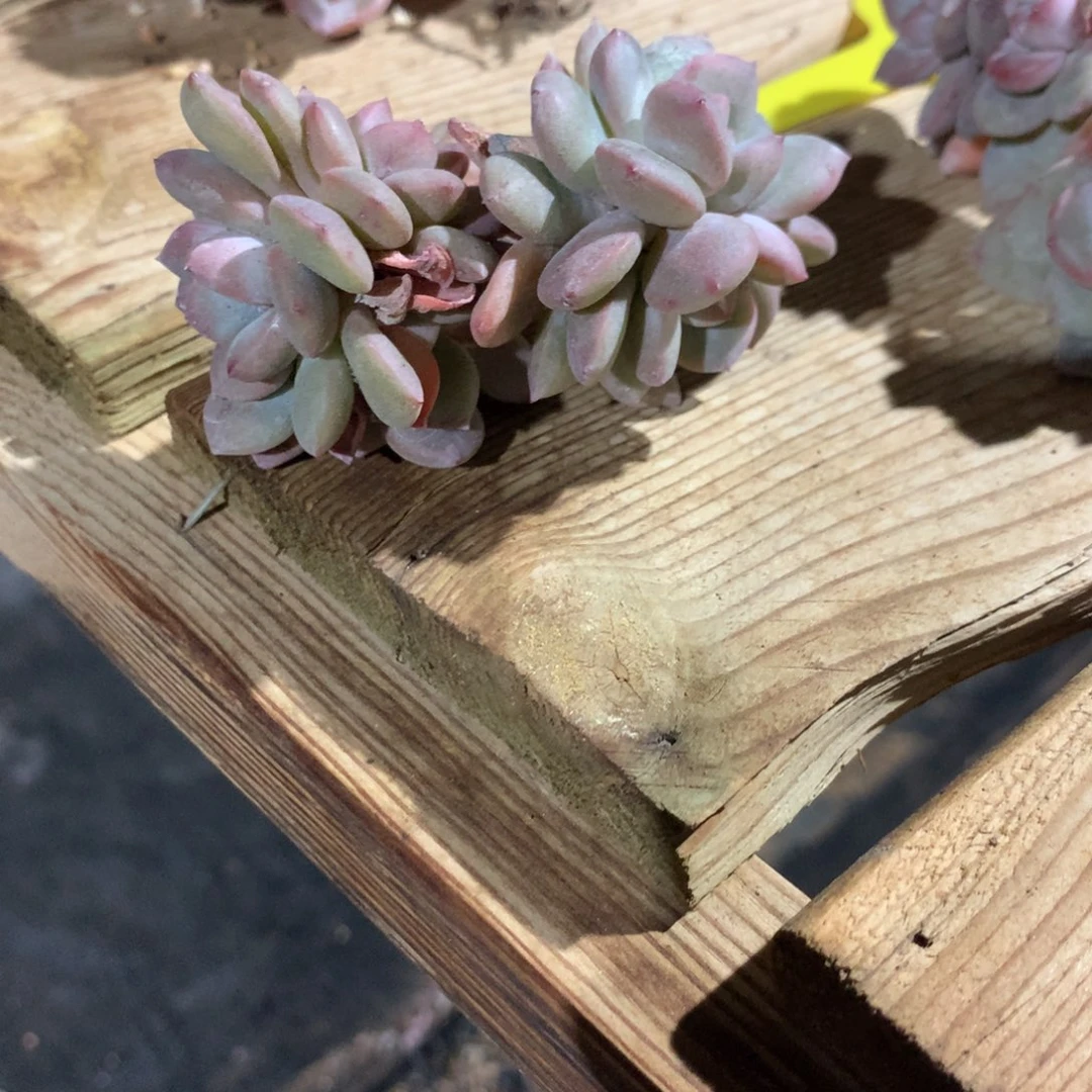 樱****?樱桃突尼斯发货多肉