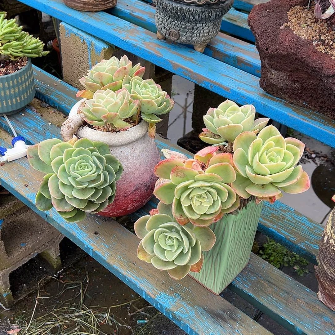 2颗星娜塔裸根发货。