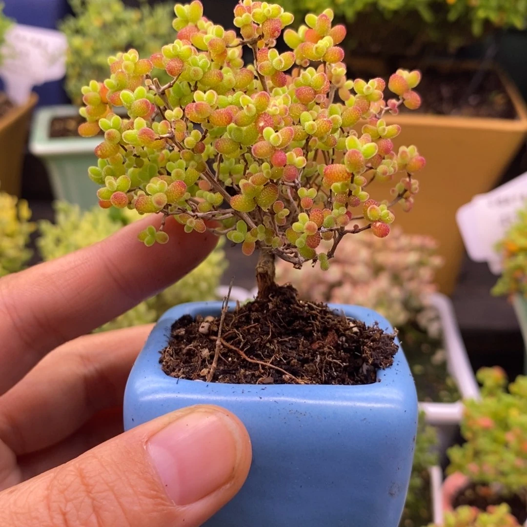 64蜜桔糖球。 带盆。