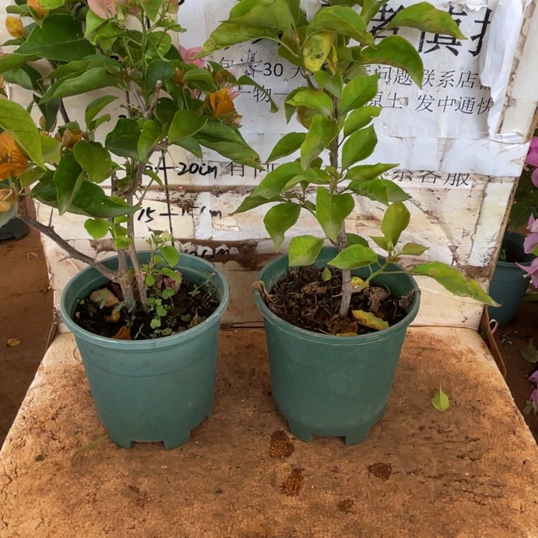 用***9当前无花栽培后可以开花1-6237