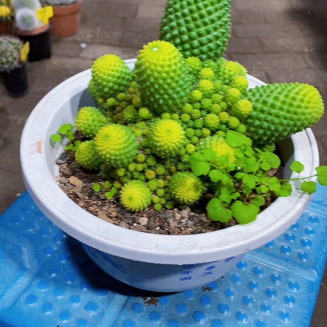 无花朵大盆1111111111111111111个