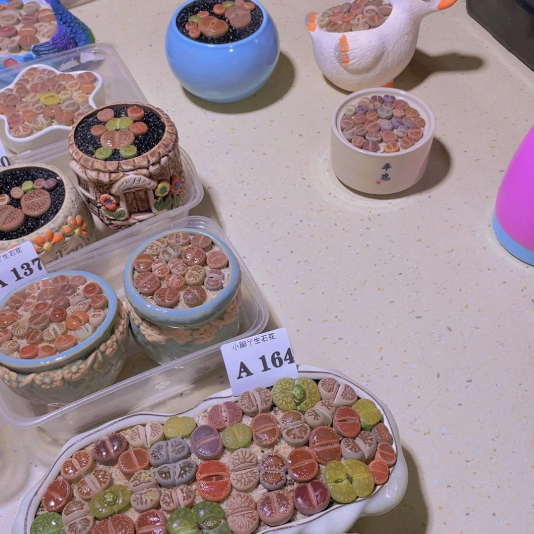 164生石花的生长发育与生长