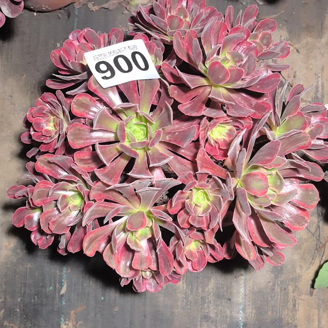 900凤冠花花2-6法师花