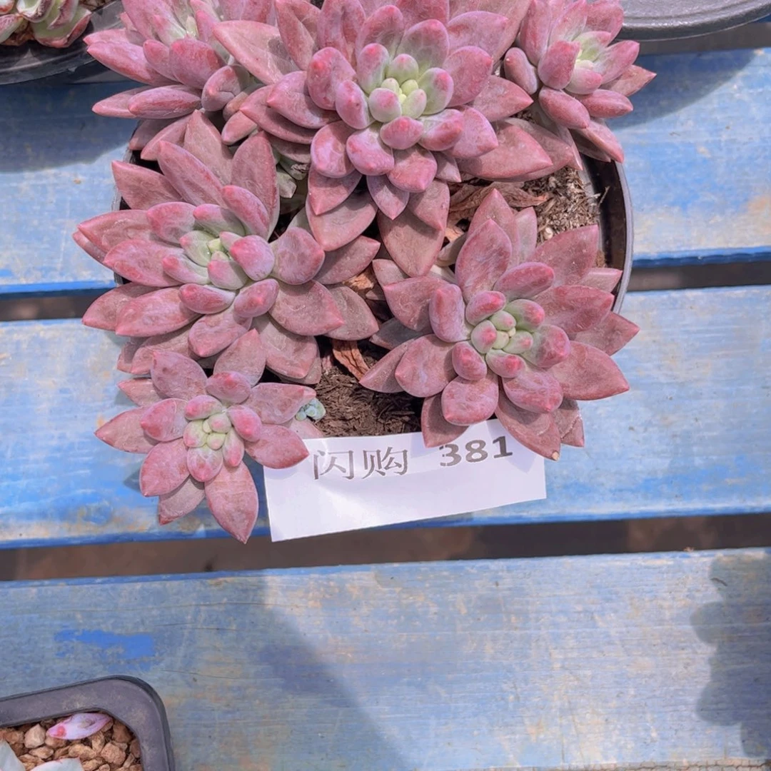 静***默红蜻蜓一颗381号一物一拍