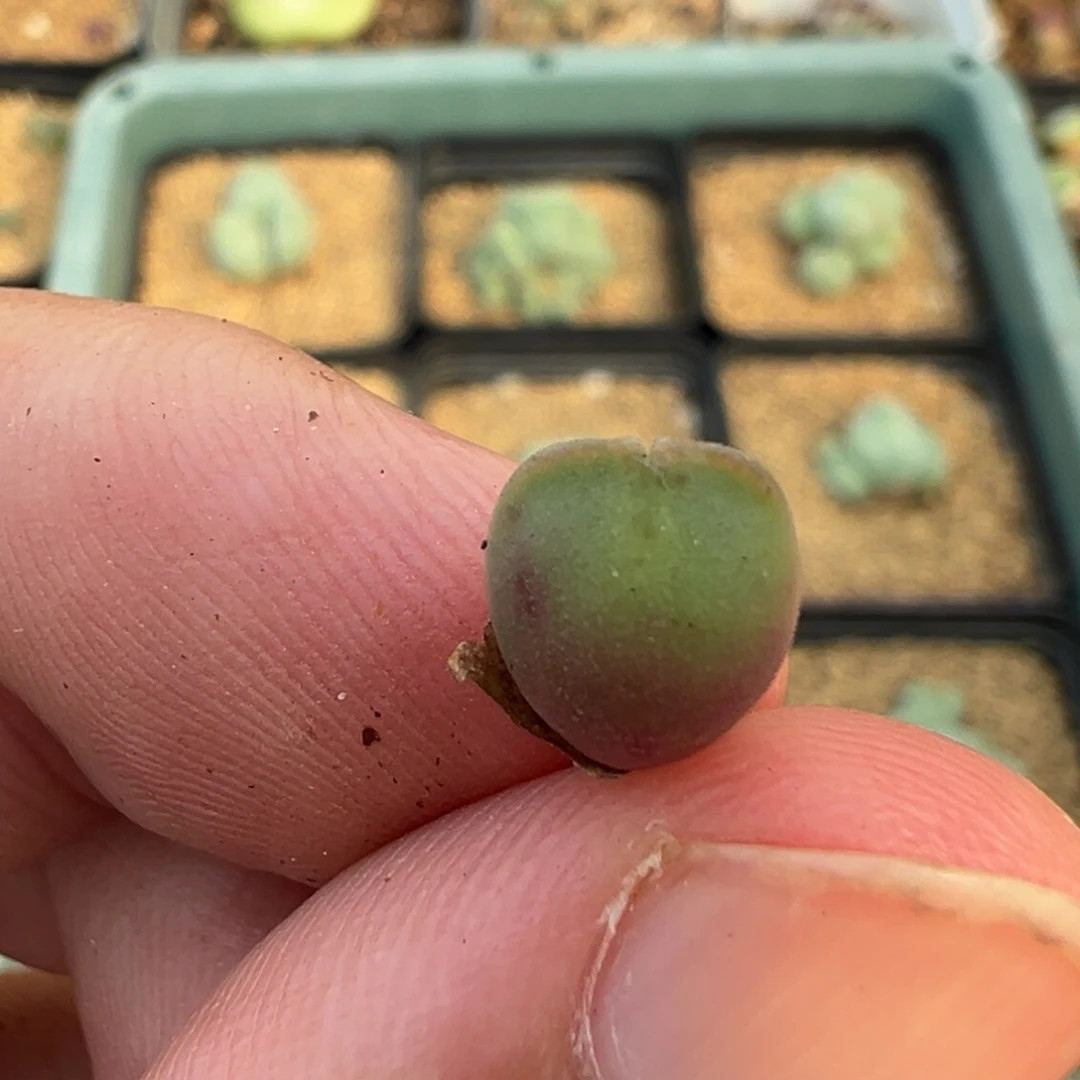 2-257肉锥多肉植物，