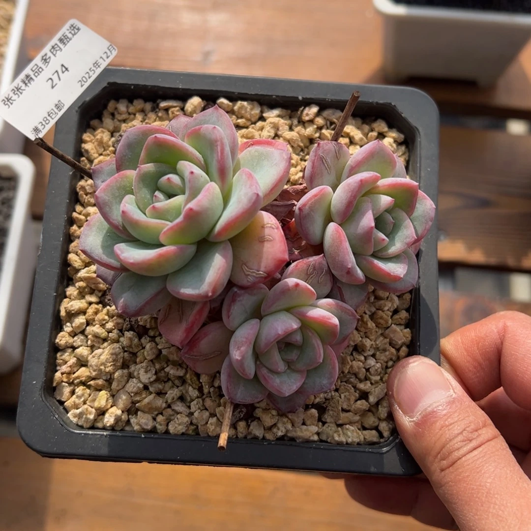 张张精品多肉甄选274