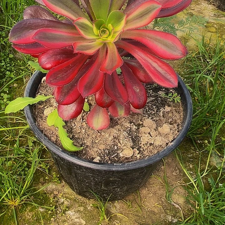法师锦花蝴蝶一代487