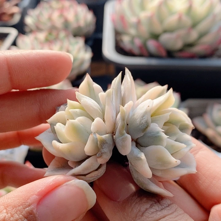 丽娜莲锦双头有桩