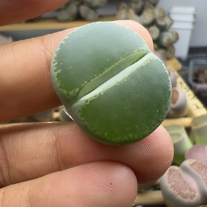 4093下播福利阿里111111