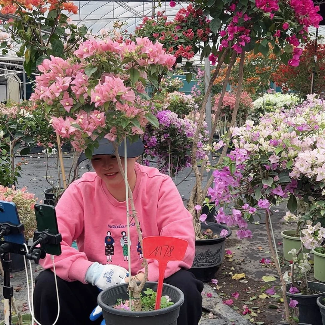 鑫***鑫大部分花苞少量开放M78魔法樱花