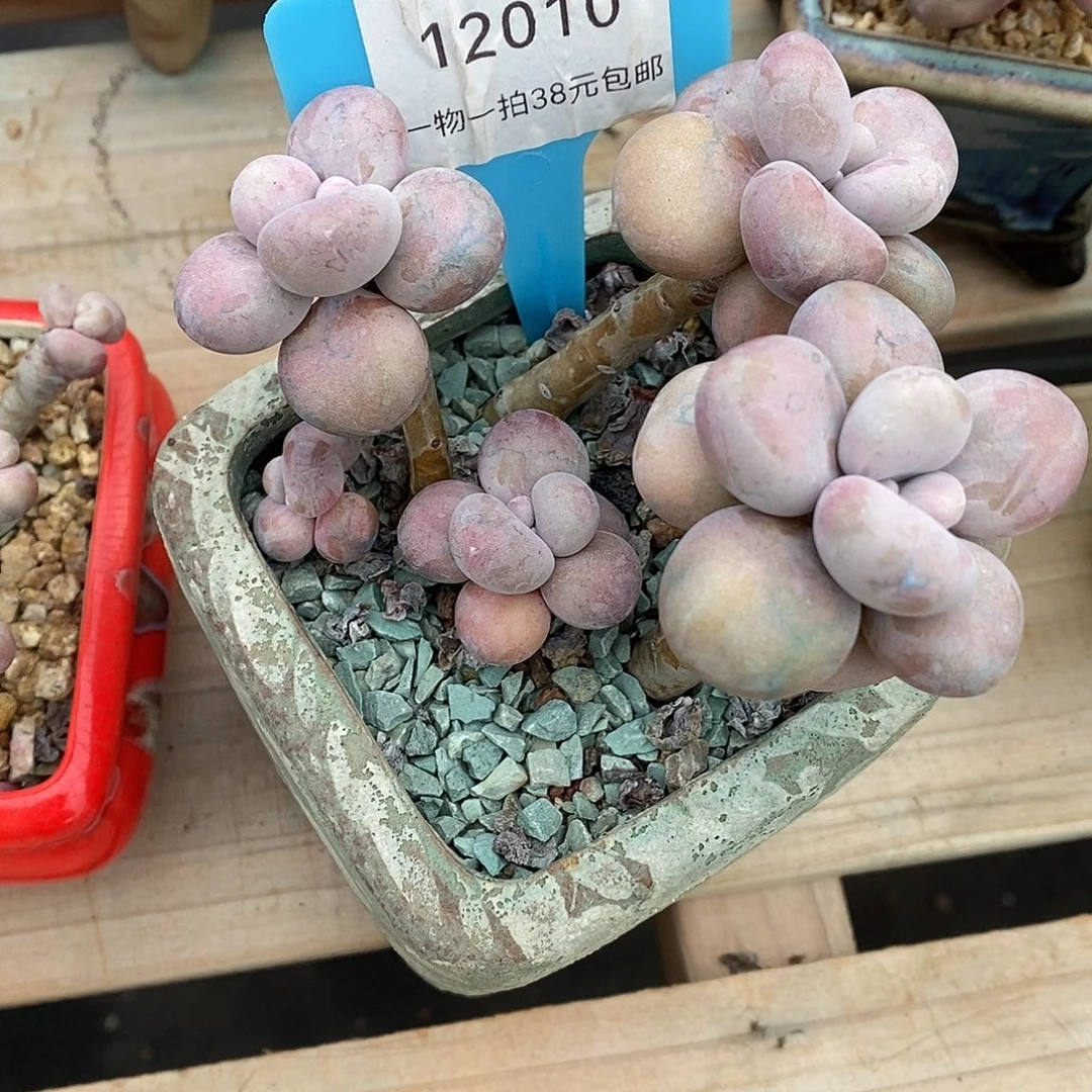 010莫提咯来咯鳄鱼我哦璐璐