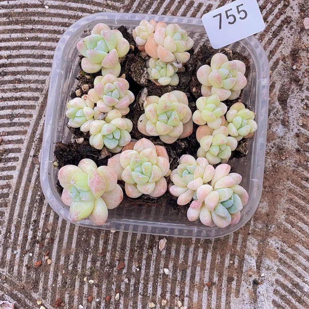755     冰玉         量拍