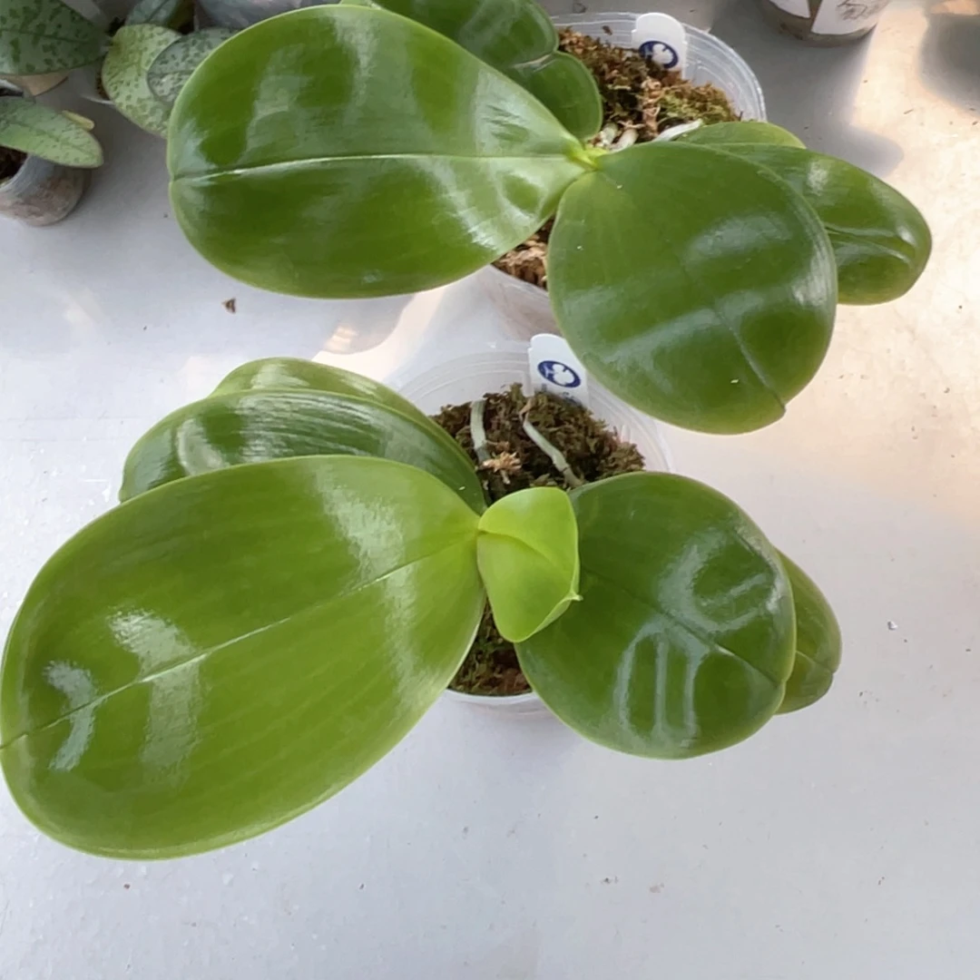 当前无花栽培后可以开花BT216蓝家族交蓝回忆